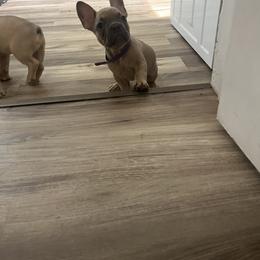 French Bulldog Puppies from DDV French Bulldogs