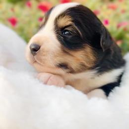 Barnacle - Black tri male Miniature Australian Shepherd puppy in Valley Center, California from DLT MiniAussie