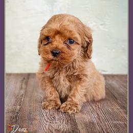 Kernel - Red male Cockapoo puppy in Connersville, Indiana from Deaz Doodle Ranch