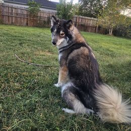 Nanook - Siberian Husky