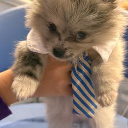 Pomeranian Puppies from Precious Poms