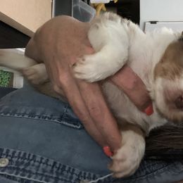 Miniature Australian Shepherd Puppies from 7UL Mini Aussies