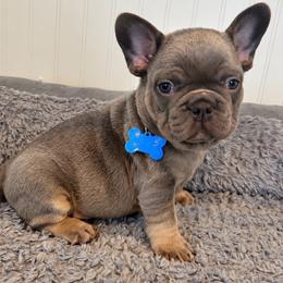 Timmy - Tricolors male French Bulldog puppy in Cleveland, Ohio from Ohio’s Finest Frenchies