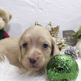 Boy 1 - Cream male Dachshund puppy in Mt. Sterling, Illinois from Doxie Do's