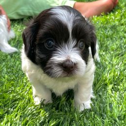 Marshmello - Chocolate male Havanese puppy in Englewood, New Jersey from Happy Havanese NJ