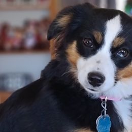 Australian Shepherds, Miniature Australian Shepherds, and Toy Australian Shepherds from Gatlins Groovy Little Aussies