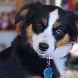 Australian Shepherds, Miniature Australian Shepherds, and Toy Australian Shepherds from Gatlins Groovy Little Aussies