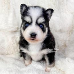 Calypso - Black and white male Pomsky puppy in Sheffield, Iowa from Clover Ridge Pomskies