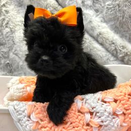 Coal junior - Black and tan male Yorkshire Terrier puppy in Whitestone, New York from Yorkie Darlings ANGELHEARTS YORKIES