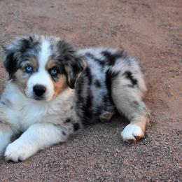 Ziess - Blue merle male Australian Shepherd puppy in San Tan Valley, Arizona from Mott Ranch - Blazin' Sun Aussies