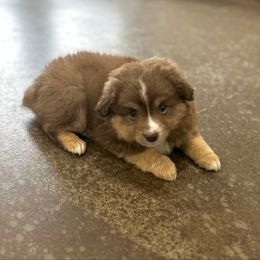 Boy 4-Potato - Red tri male Miniature Australian Shepherd puppy in Edgar Springs, Missouri from Scott’s Aussies LLC