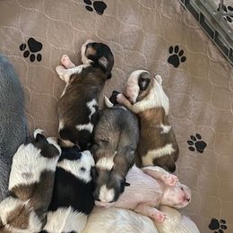 Shih Tzu Puppies from Michi Shih-Tzu