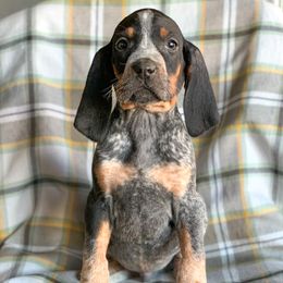 American Leopard Hound, Bluetick Coonhound, and German Shepherd Puppies from Haus Biery German Shepherds, Benchmark Blueticks & Leopard Hounds