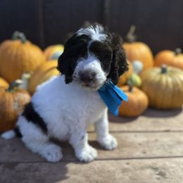 Poodle Puppies from Purple Heart Canines