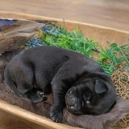 Boy 5 - male Labrador Retriever puppy in Plymouth, North Carolina from Duck Creek Kennels