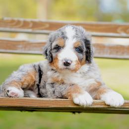 Maverick - Blue merle male Bernedoodle puppy in Spokane, Washington from Lilac City Doodles