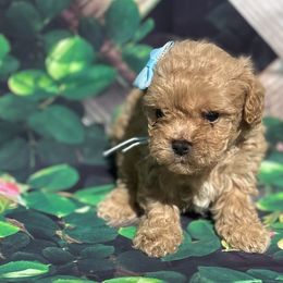 Ariel - Apricot Poodle puppy in Pearland, Texas from Destiny’s Kennel