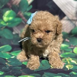 Ariel - Apricot Poodle puppy in Pearland, Texas from Destiny’s Kennel