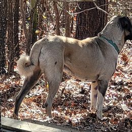 Anatolian Shepherd Dogs from Dragon Treats Farm