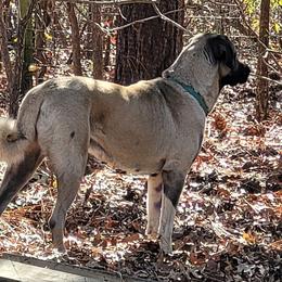 Anatolian Shepherd Dogs from Dragon Treats Farm