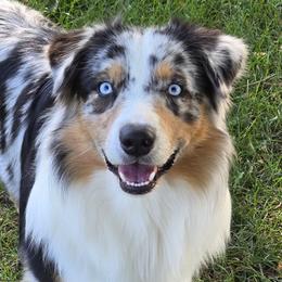 Remi - Australian Shepherd
