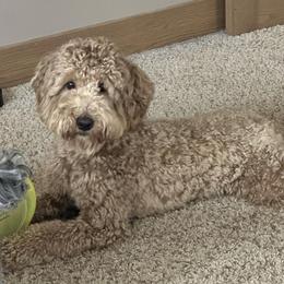 Goldendoodle and Golden Mountain Doodle All Grown Up from Howard Hills Doodles