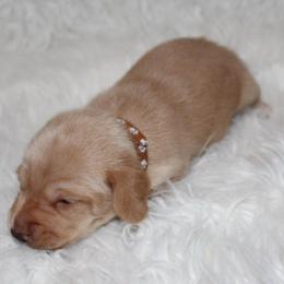 Light cream boy - Cream male Dachshund puppy in Lily, Kentucky from Little Acres Miniature Dachshunds