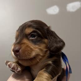 Crunch   AKC   PRA  CLEAR - Chocolate and tan male Dachshund puppy in Miami, Florida from Maitime Dachshund