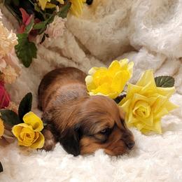 Dachshund Puppies from CLARK'S BREEDING PROGRAM