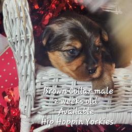 Yorkshire Terrier Puppies from Hip Hoppin Yorkies