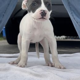 Girl 3 - Double Eye patches - American Bully puppy in Florida from Formidabull Kennels