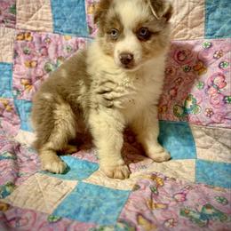 Dilute red Merle male - Red merle male Miniature Australian Shepherd puppy in Lemon Cove, California from Magic Ranch Mini Aussies
