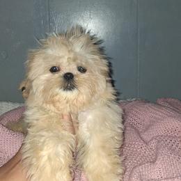 Boy 1 - Cream and white male Shih Tzu puppy in Birmingham, Alabama from K&D kennels