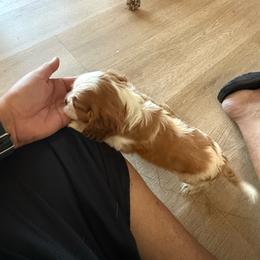 Boy 3 - Blenheim male Cavalier King Charles Spaniel puppy in Moreno Valley, California from Chris & Katie Cavaliers