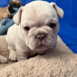 Minka - Cream female French Bulldog puppy in Clayton, California from Frenchie Luvbugs