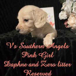 Basset Hound and Dachshund Puppies from V's Southern Angels