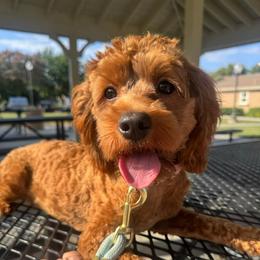 Skippy - Red female Cockapoo puppy in Corona, California from SoCalFamilyFrenchies, Doodles and more