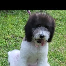 Goldendoodle and Poodle Puppies from Elizabeth Rocha's Doodles