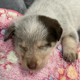 Be - Brown Ear - Sable merle male Border Collie puppy in Salem, Indiana from Hidden Creek