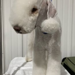 Bedlington Terriers from Northstar Bedlingtons