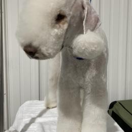 Bedlington Terriers from Northstar Bedlingtons