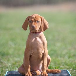 German Shorthaired Pointer and Vizsla Puppies from Nosam Kennels