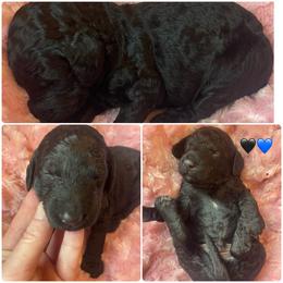 Black abstract male - Black and white male Bernedoodle puppy in Clarksville, Iowa from Iowa Heartland Doodles