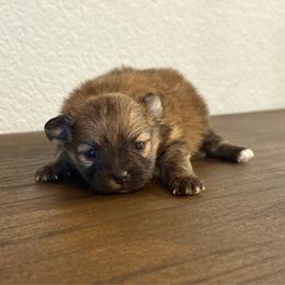 Willow AKC Female - Orange sable female Pomeranian puppy in Las Vegas, Nevada from POM SOCIETY