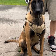 Belgian Malinois and Dutch Shepherd Puppies from Maine Working Dogs