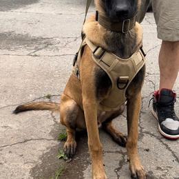 Belgian Malinois and Dutch Shepherd Puppies from Maine Working Dogs