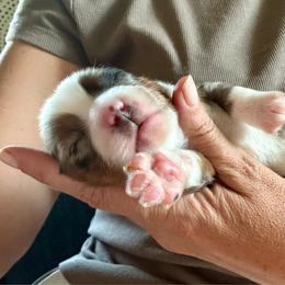 Dmitri - Blue merle male Toy Australian Shepherd puppy in Hotchkiss, Colorado from Yampa Valley Aussies