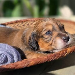 Girl 2 - Piebald female Dachshund puppy in Minden, Louisiana from Ironwood Creek