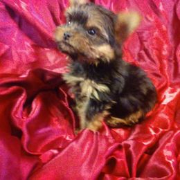 Yorkshire Terriers from Bonnie White