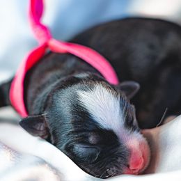 Girl 1 - Miniature Australian Shepherd puppy in Dayton, Texas from Salty LeBlanc Aussies
